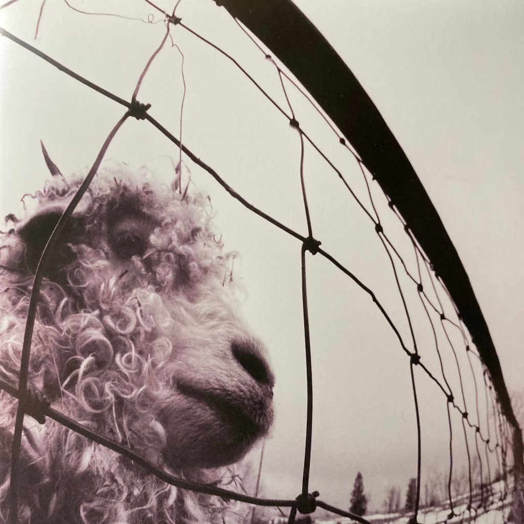 Pearl Jam - Pearl Jam [Clear Vinyl]